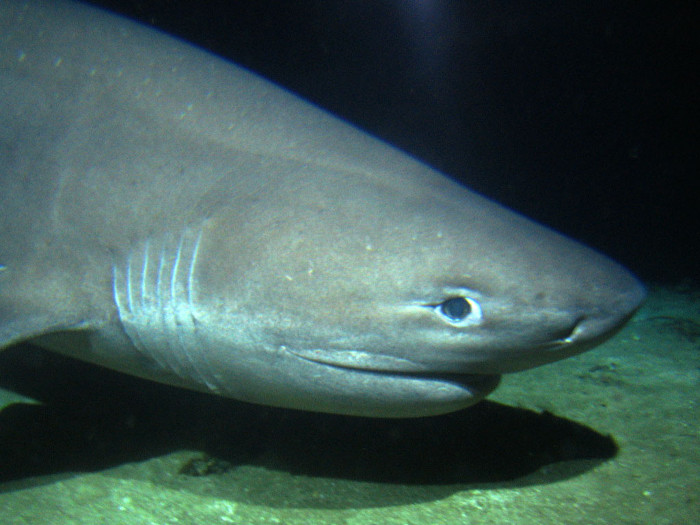Picture 4 of Catching a 6-bearing shark originating before dinosaurs