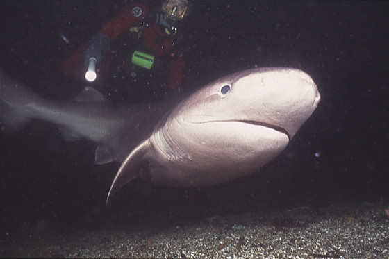 Picture 5 of Catching a 6-bearing shark originating before dinosaurs