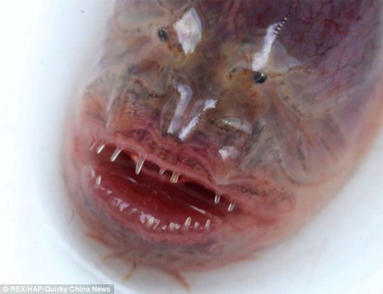 Picture 1 of Catching a rare, ugly eel