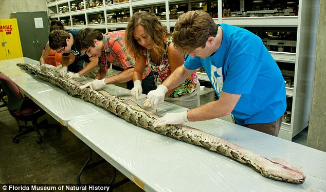Picture 2 of Catching a record Burmese python in the United States