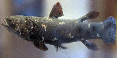 Catching fossils living in Indonesia images 1