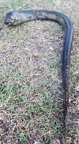 Picture 1 of Catching strange creatures in Argentina