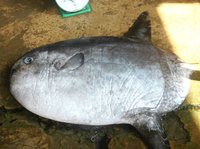 Picture 1 of Catching strange fish weighs more than 30kg