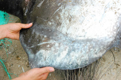 Picture 2 of Catching strange fish weighs more than 30kg