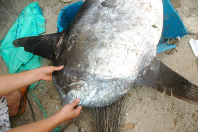 Picture 3 of Catching strange fish weighs more than 30kg