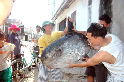 Picture 4 of Catching strange fish weighs more than 30kg