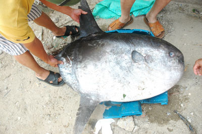 Picture 5 of Catching strange fish weighs more than 30kg