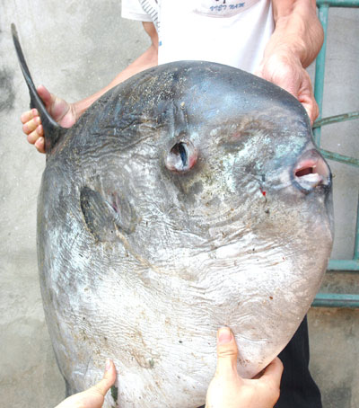Picture 6 of Catching strange fish weighs more than 30kg