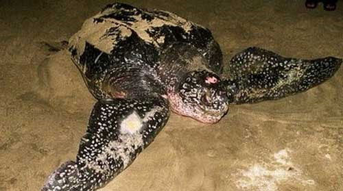 Picture 6 of Catching strange turtles, suspected to be extremely rare sea turtles
