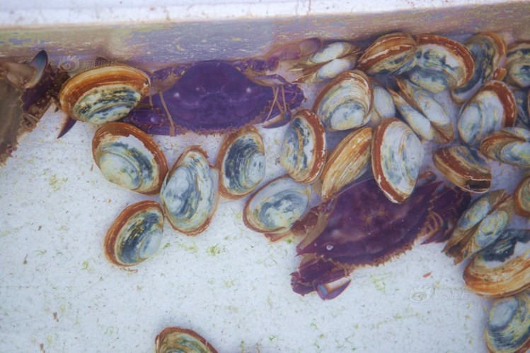 Picture 1 of Catching super rare purple crabs caused a stir