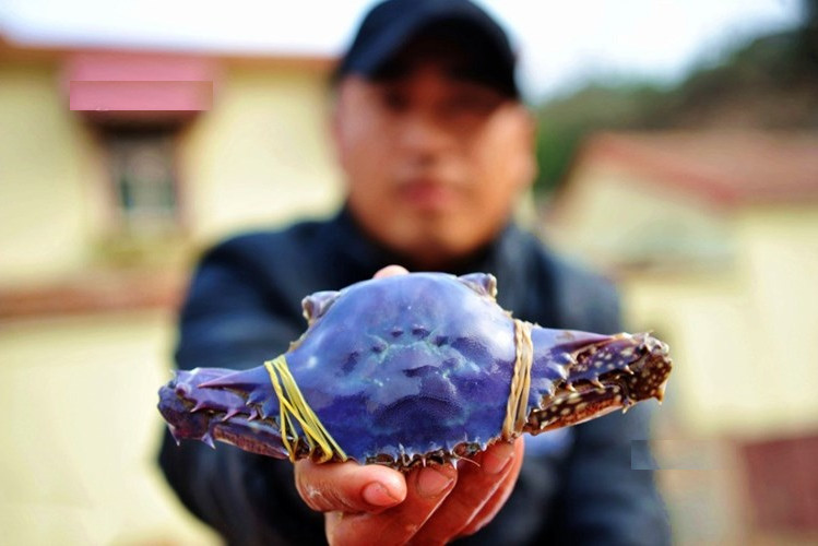 Picture 2 of Catching super rare purple crabs caused a stir