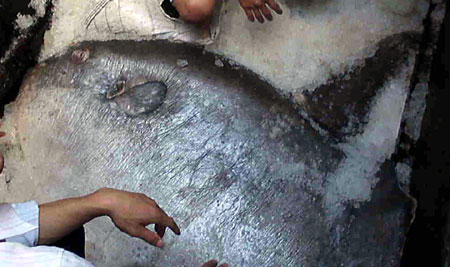 Catching 'Terrible' Moon fish weighs more than 1.2 quintals images 2