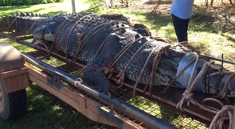 Picture 1 of Catching the 60-year-old 'terrible' crocodile, weighing up to 600kg after 8 years of searching