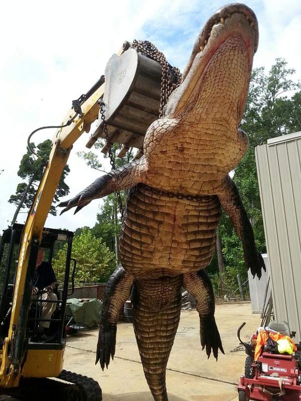 Picture 2 of Catching the crocodile weighs 420 kg