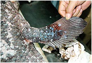 Picture 2 of Catching the idea was extinct 360 million years ago