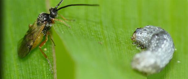 Picture 1 of Caterpillars know how to eat poison to defend themselves from enemies