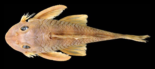 Picture 2 of Catfish 'glitter eyes' are named after Star Wars assassins