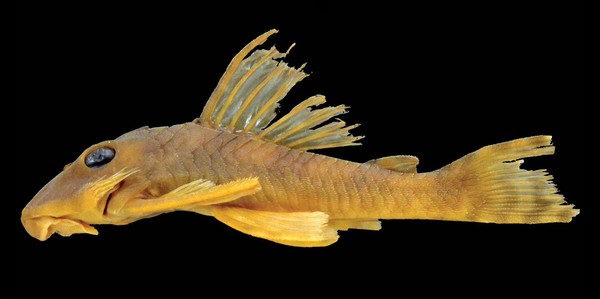Picture 3 of Catfish 'glitter eyes' are named after Star Wars assassins