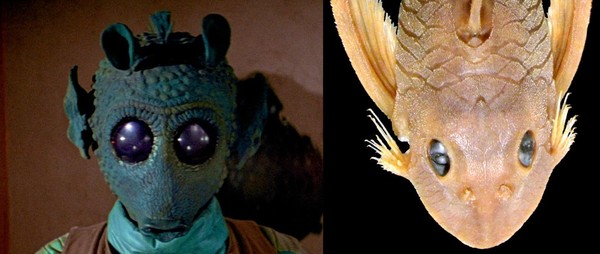 Picture 4 of Catfish 'glitter eyes' are named after Star Wars assassins