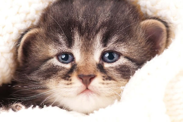 Picture 2 of Cats also cry, and you have to be careful with that