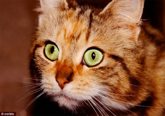 Picture 1 of Cats and dogs have a 6th sense