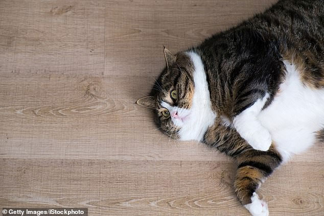 Picture 3 of Cats are actually getting fatter and science says that everything has a reason