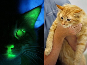Picture 1 of Cats emit blue light thanks to genetic modification