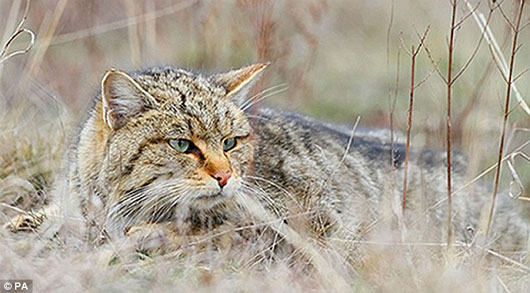 Picture 1 of Cats have been domesticated since ancient times