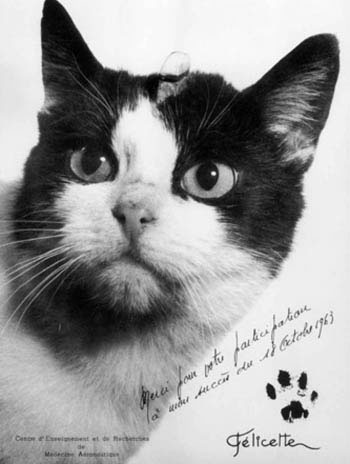 Picture 6 of Cats in scientific research