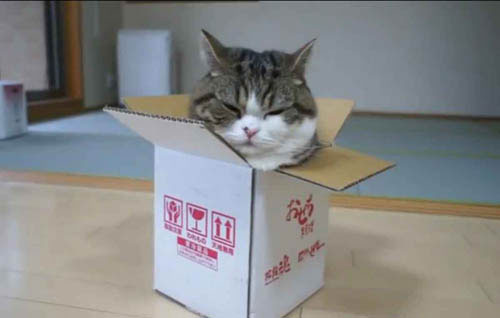 Picture 7 of Cats in scientific research