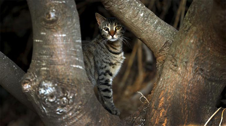 Picture 1 of Cats kill a million reptiles every day in Australia