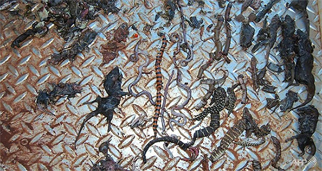 Picture 2 of Cats kill a million reptiles every day in Australia