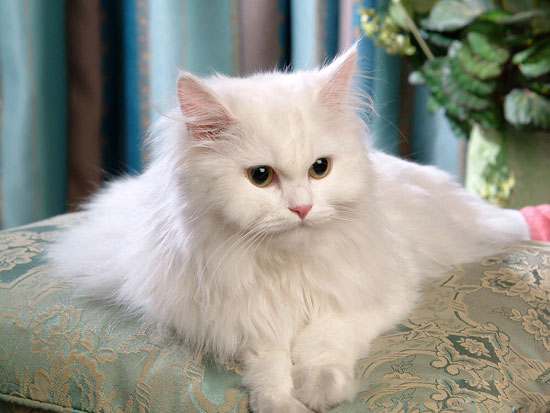 Picture 1 of Cats may be the cause of cancer