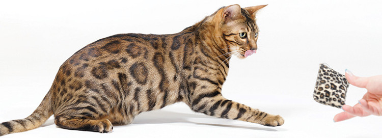 Picture 1 of Cats use physical knowledge to hunt
