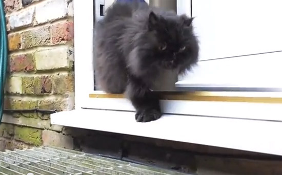 Picture 1 of Cats with only 2 legs still walk as usual