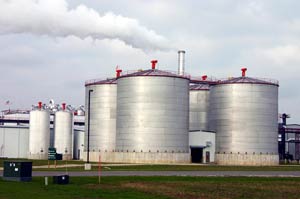 Picture 1 of Cattle manure - precious raw material for ethanol fuel