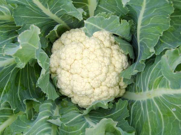 Picture 1 of Cauliflower can prevent 5 types of cancer