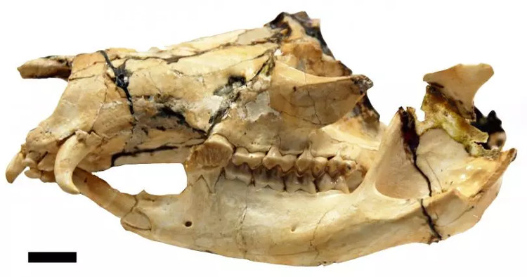 Picture 1 of Cause vampire kangaroo is extinct