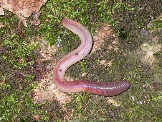 Causes of earthworms appear after rain