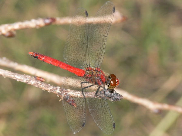 Picture 1 of Causes turn dragonflies from gold to red