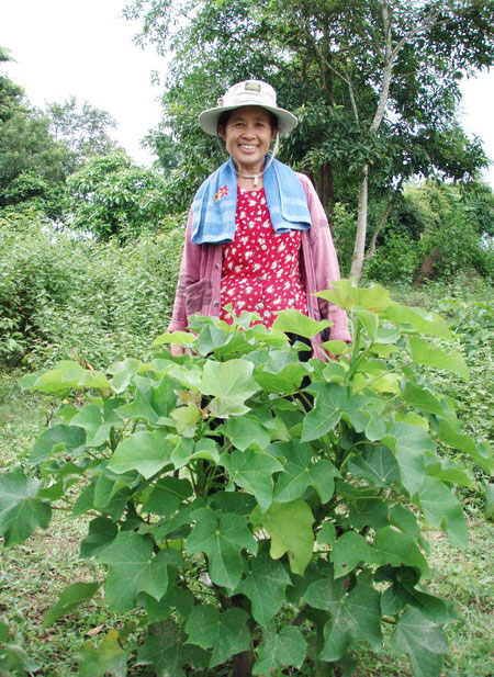Picture 1 of Caution with Jatropha tree