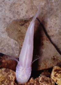 Picture 1 of Cave fish