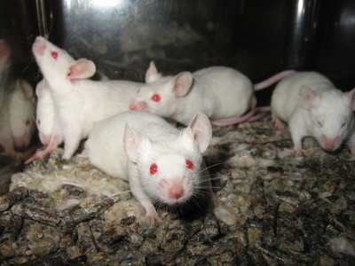 Celebrate 100 years of mouse entry into the laboratory images 1