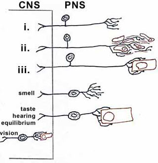 Picture 2 of Cell adhesion in blood vessel walls.