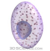 Picture 1 of Cells that cause allergy symptoms can limit damage