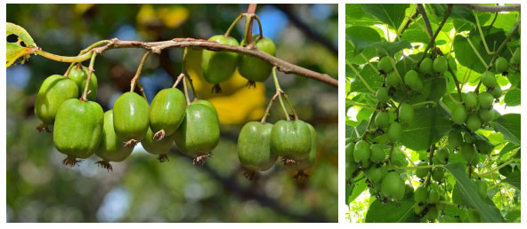 Picture 2 of Certainly 9 out of 10 people will be wrong to just look at this fruit's appearance!