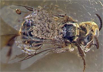 Picture 1 of CH Dominica: Detecting fossils of ancient orchids