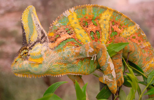 Picture 1 of Chameleon changes body color when fighting