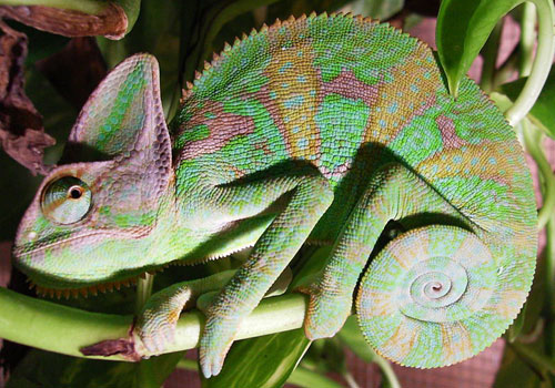 Picture 2 of Chameleon changes body color when fighting
