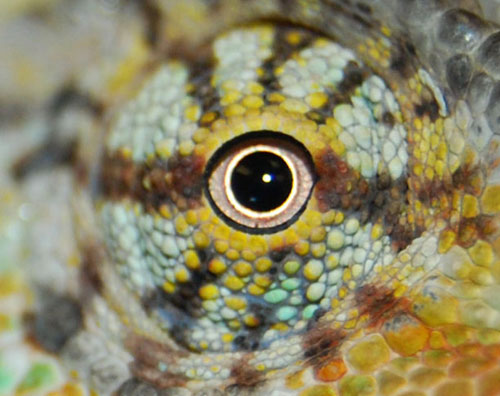 Picture 3 of Chameleon changes body color when fighting